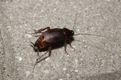 Blatta orientalis