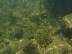 Potamogeton crispus