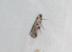 Quasisalebria atratella