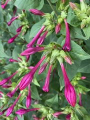 Spigelia marilandica