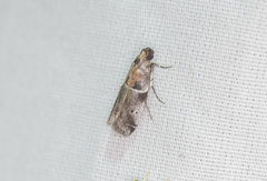 Quasisalebria atratella