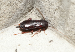 Blatta orientalis