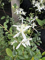 Clematis terniflora