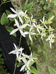 Clematis terniflora