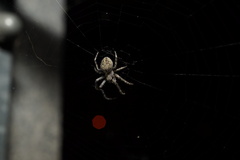 Larinioides sclopetarius