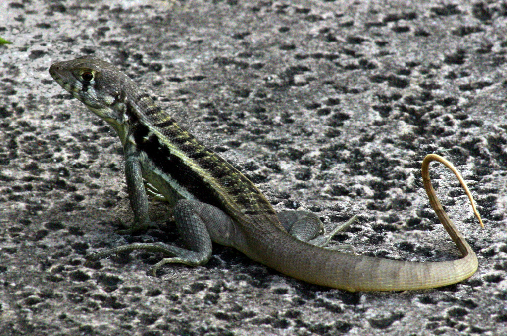 Bastion Cay Curlytail Lizard