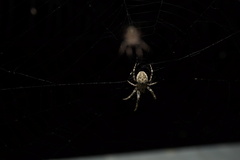 Larinioides sclopetarius