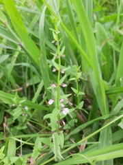 Scutellaria racemosa