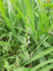 Scutellaria racemosa