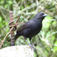 Molothrus bonariensis