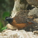 Coyolcos Bobwhite - Photo (c) Erick Noe Tapia Banda, some rights reserved (CC BY-NC), uploaded by Erick Noe Tapia Banda