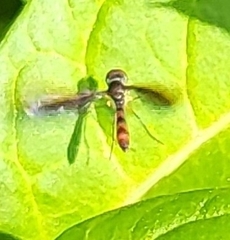 Ocyptamus fuscipennis