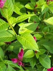 Ocyptamus fuscipennis