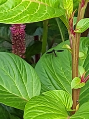 Ocyptamus fuscipennis