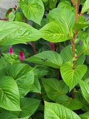 Ocyptamus fuscipennis