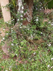 Pseuderanthemum heterophyllum
