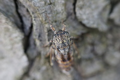 Cicada orni
