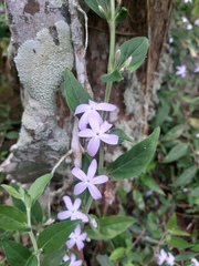 Pseuderanthemum heterophyllum