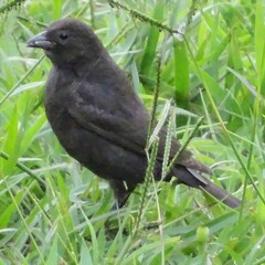 Molothrus bonariensis