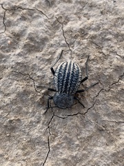 Philolithus sordidus