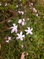 Pseuderanthemum heterophyllum