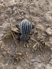 Philolithus sordidus