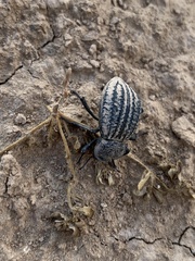 Philolithus sordidus