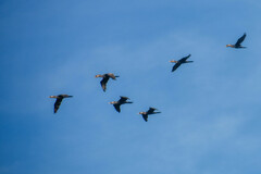 Nannopterum brasilianum