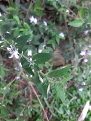 Pseuderanthemum heterophyllum