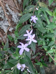Pseuderanthemum heterophyllum