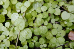 Pilea nummulariifolia