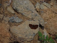 Antillea pelops