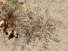 Limonium duriusculum