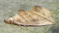Calyptra canadensis