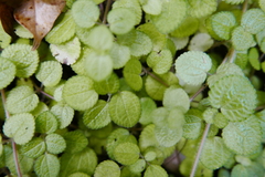Pilea nummulariifolia