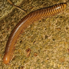 Thyropygus allevatus