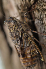 Cicada orni