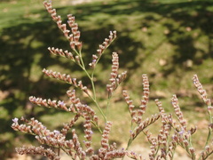 Limonium duriusculum