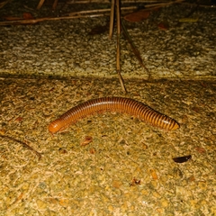 Thyropygus allevatus