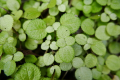 Pilea nummulariifolia
