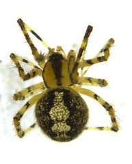 Theridion murarium