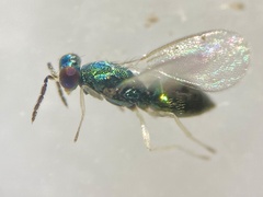 Chrysocharis