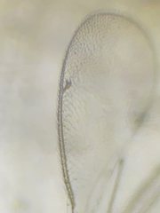 Chrysocharis