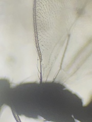 Chrysocharis