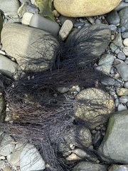 Desmarestia aculeata