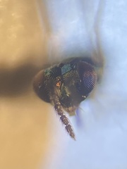 Chrysocharis