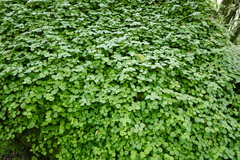 Pilea nummulariifolia