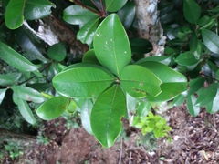 Eugenia brasiliensis