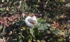 Colchicum capense ciliolatum