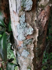 Eugenia brasiliensis